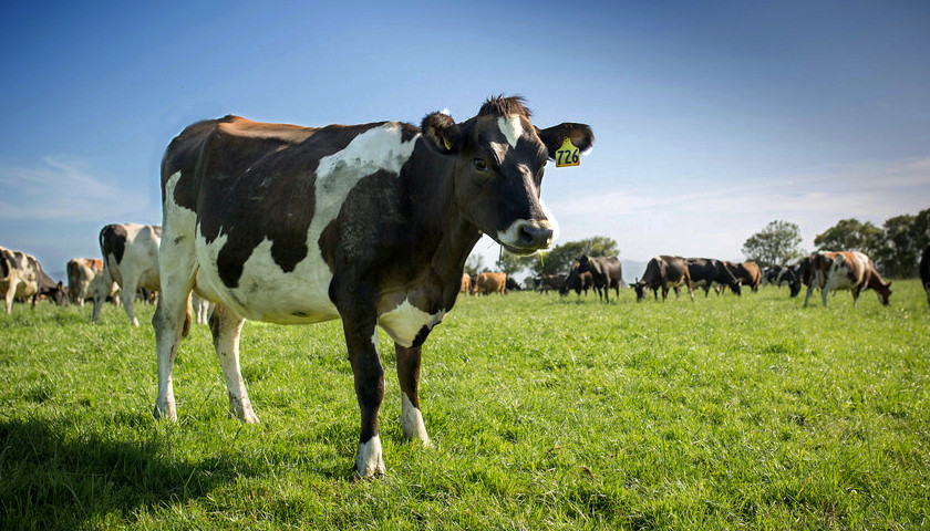 Dairy Cow