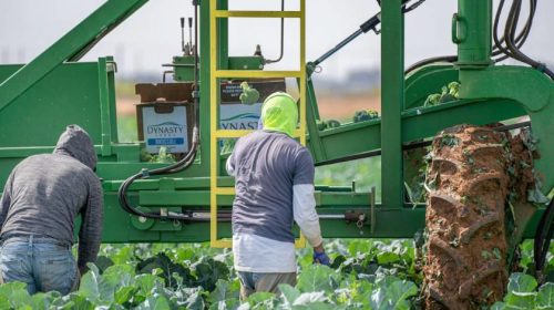 Farm Workers